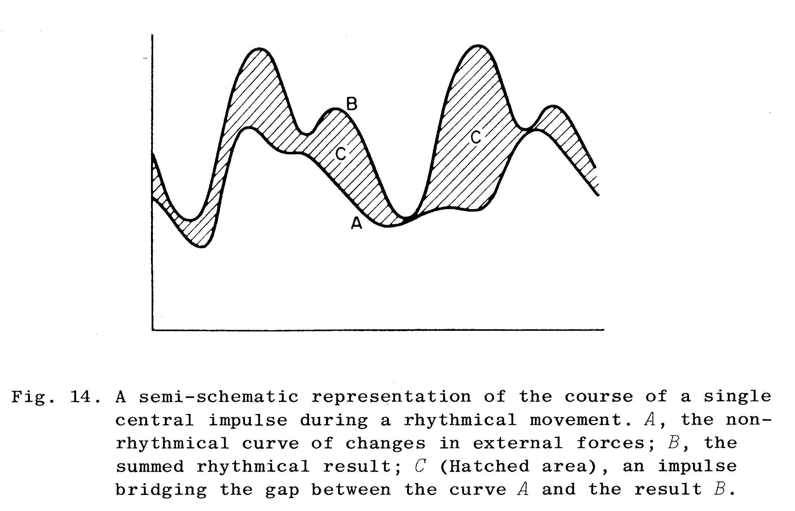 Figure 1: Illustration af de kraftpåvirkninger der er til stede ved en rytmisk bevægelse