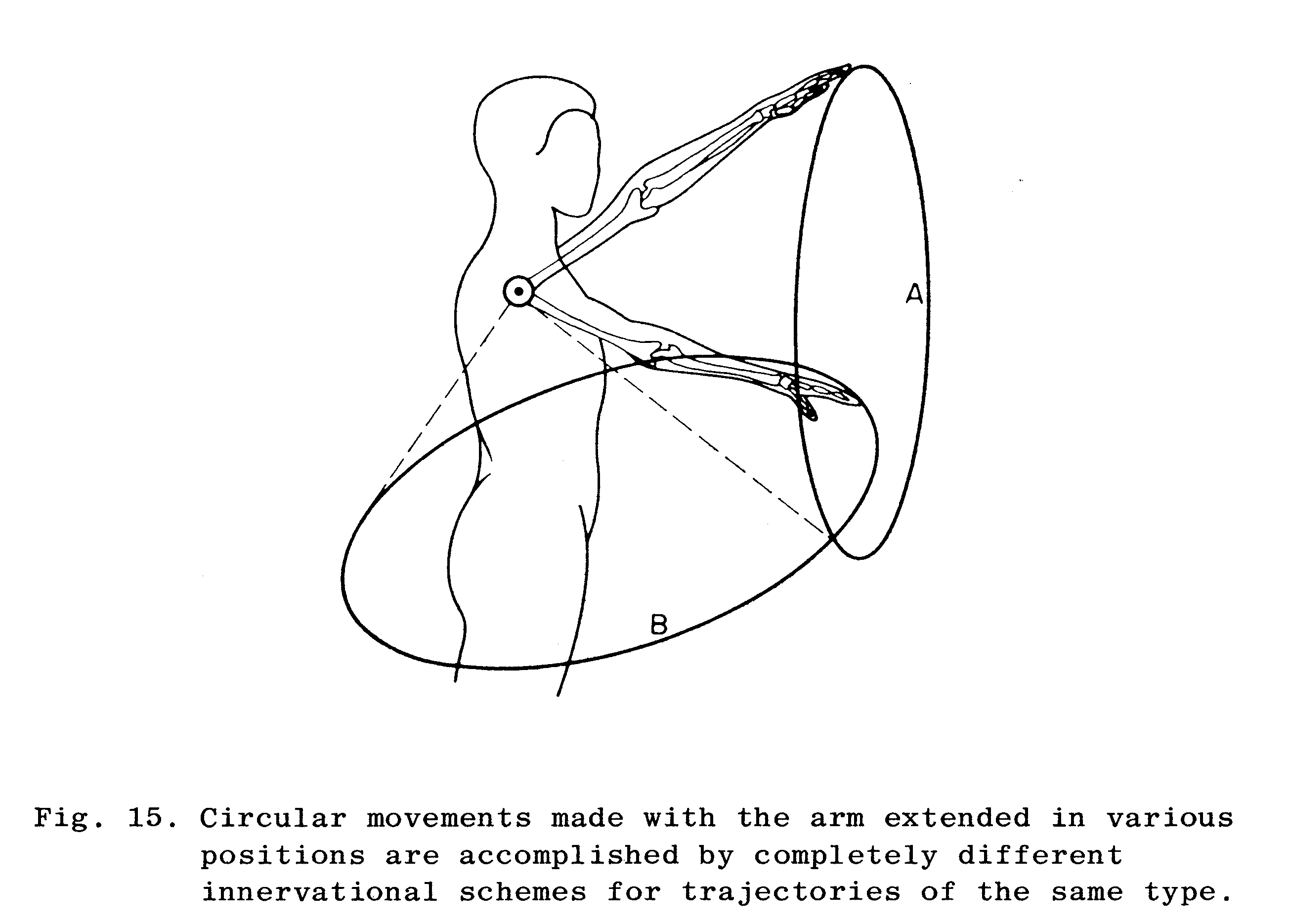 Figure 3: Cirkelbevægelser lavet med armen strakt i forskellige positioner, udføres vha. forskellige muskler. Figuren illustrerer princippet om equal simplicity (Bernstein, 1984b, side 84).